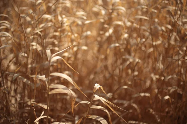 The background - dry yellow grass, macro shot