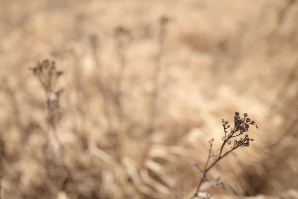 The background - dry yellow grass, macro shot — Stock Photo, Image