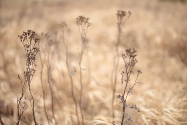 De achtergrond - droog geel gras, macro shot — Stockfoto