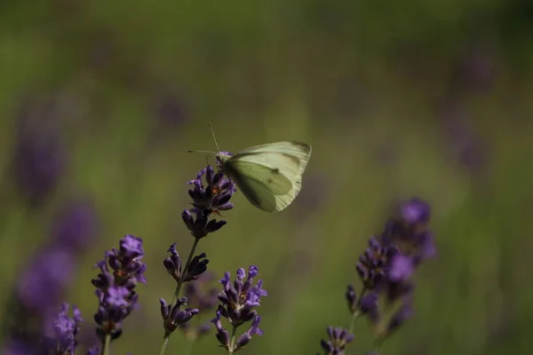Kapusta buterfly motyl na kwiat, makro. Pieris brassicae zapylający lawendę w ogrodzie. — Zdjęcie stockowe