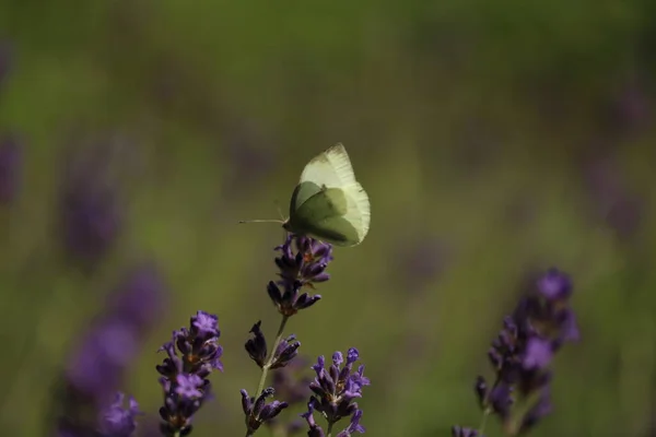 Papillon chou papillon sur fleur, macro. Pieris brassicae pollinise la lavande dans le jardin. — Photo