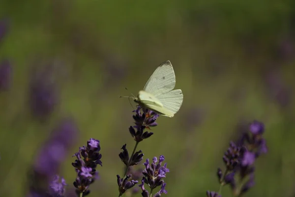 Kapusta buterfly motyl na kwiat, makro. Pieris brassicae zapylający lawendę w ogrodzie. — Zdjęcie stockowe