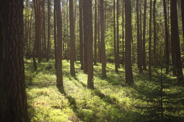 Bright light among forest trees. nature green wood backgrounds — Stock Photo, Image