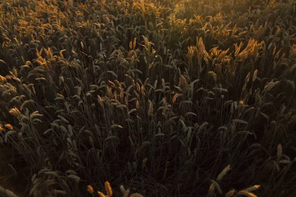 Arany érett búzamező, napsütéses nap, lágy fókusz, mezőgazdasági táj, — Stock Fotó