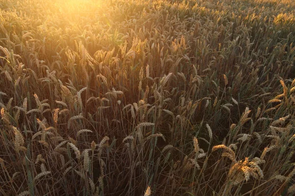 Campo de trigo maduro dourado, dia ensolarado, foco suave, paisagem agrícola, — Fotografia de Stock