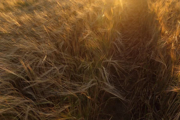 Campo de trigo maduro dourado, dia ensolarado, foco suave, paisagem agrícola, — Fotografia de Stock