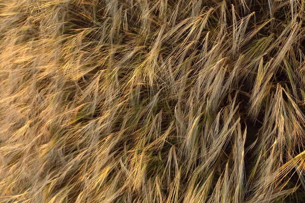 Goldenes reifes Weizenfeld, sonniger Tag, weicher Fokus, Agrarlandschaft, — Stockfoto