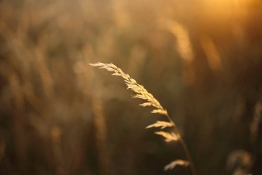 Altın olgun buğday tarlası, güneşli gün, yumuşak odak, tarım manzarası,