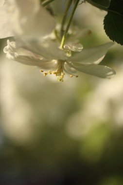 İlkbaharda elma ağaçlarının beyaz çiçekleri