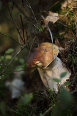 Cep Mantarı Sonbahar Ormanı 'nda büyüyor. Ağacın altında büyüyen Boletus. Mantar toplama