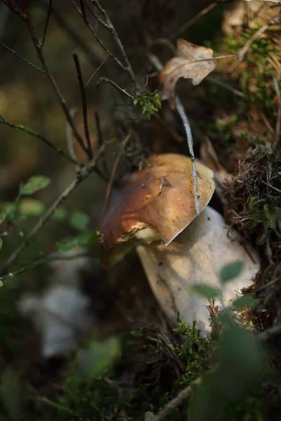 Cep Mantarı Sonbahar Ormanı 'nda büyüyor. Ağacın altında büyüyen Boletus. Mantar toplama