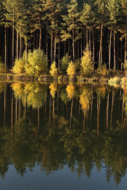 Sonbaharda gölet, sarı yapraklar, sonbahar ormanlarının yansıması.