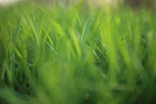 Macro Green Summer Grass Blades Details Bokeh Very Blurred Vibrant — Stock Photo, Image