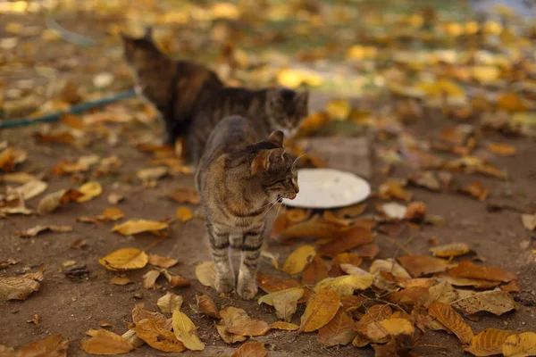 Bellissimo Gatto Strisce Giardino Sull Erba — Foto Stock