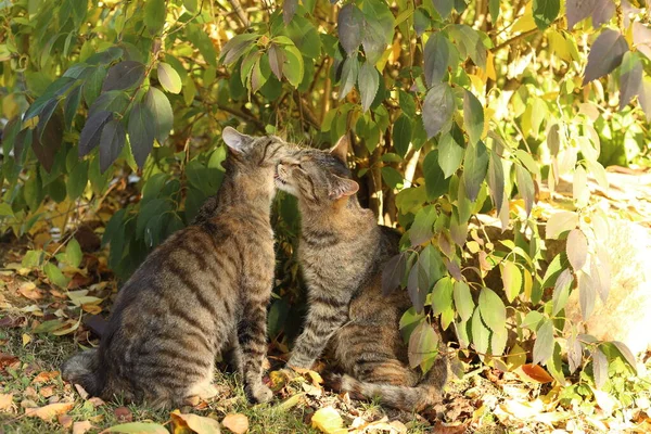 花园里草地上美丽的条纹猫 — 图库照片