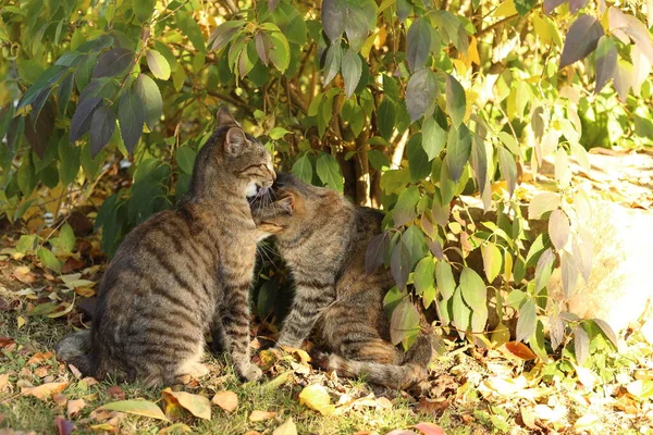 Beautiful Striped Cat Garden Grass — Stock Photo, Image