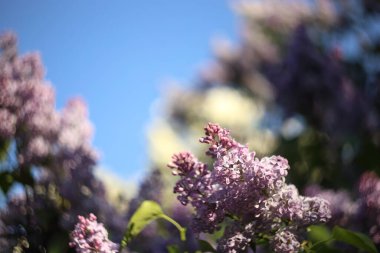 Bahçede çiçek açan leylak çiçeklerinin ayrıntıları