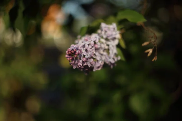 Bahçede Çiçek Açan Leylak Çiçeklerinin Ayrıntıları — Stok fotoğraf
