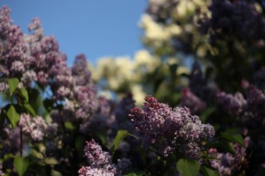 Bahçede çiçek açan leylak çiçeklerinin ayrıntıları
