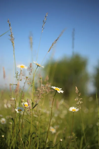 Kamille Gänseblümchen Makro Sommer Frühling Feld Vor Hintergrund Blauer Himmel — Stockfoto