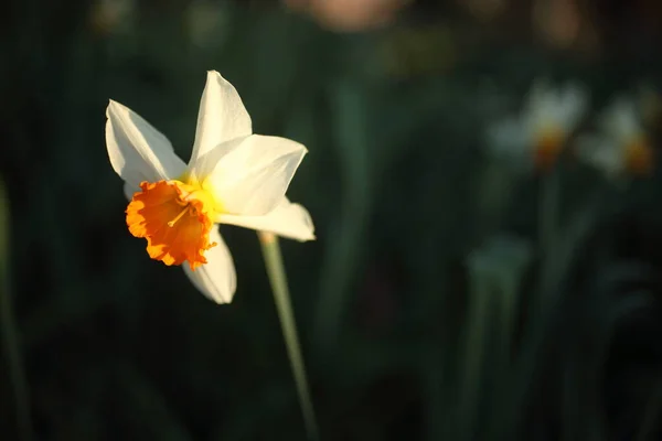 Narciso Blanco Jardín Primavera —  Fotos de Stock