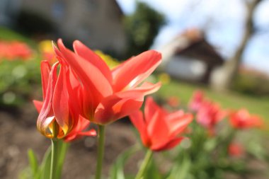 Parlak renkli lale baharda bahçede çiçek açar.