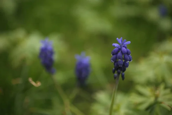 Mavi Çiçekler Muscari Veya Murin Sümbül Tomurcukları Yapraklar Viper Oku — Stok fotoğraf
