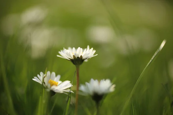 Close White Wild Erigeron Flower Bright Nature Background Sunsjine — Stock Photo, Image
