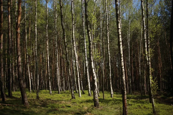 Bouleaux Blancs Dans Forêt Été Avec Soleil — Photo