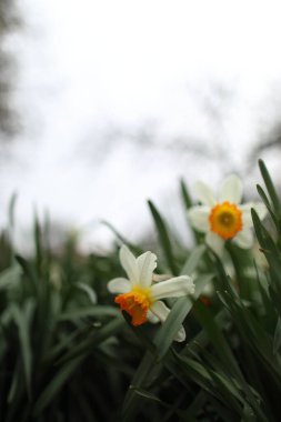 Bahar bahçesinde beyaz narsisler