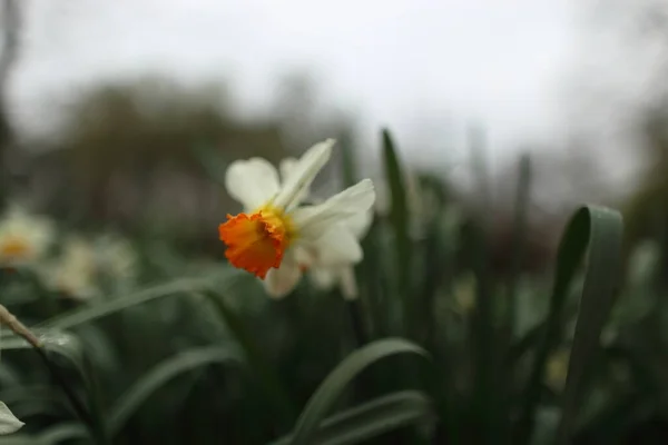 Narciso Blanco Jardín Primavera —  Fotos de Stock