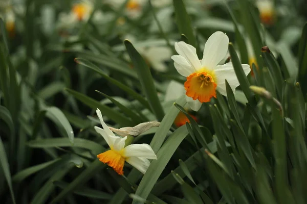 Vita Narcisser Vårträdgården — Stockfoto