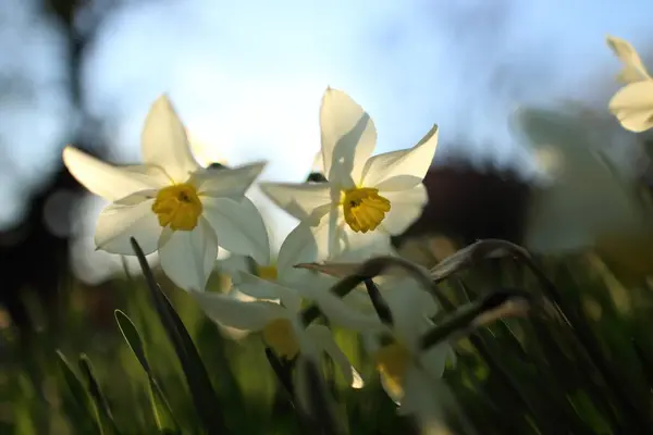 Weiße Narzisse Frühlingsgarten — Stockfoto