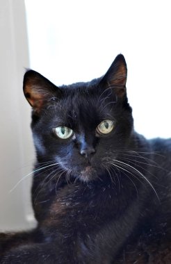 güzel, siyah bir kedi portresi