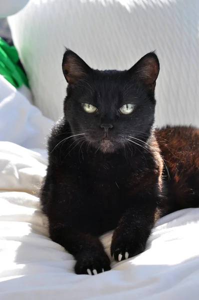 Portrait Beautiful Black Cat — Stock Photo, Image