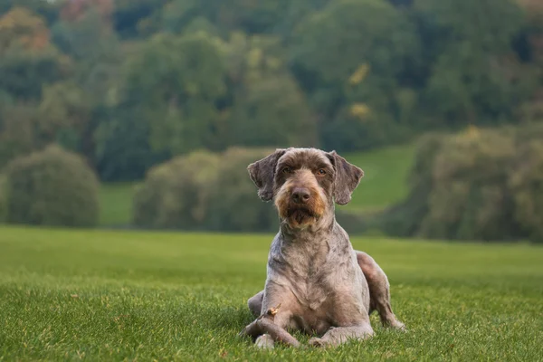 Portret van een hond — Stockfoto