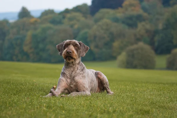 Portret van een hond — Stockfoto