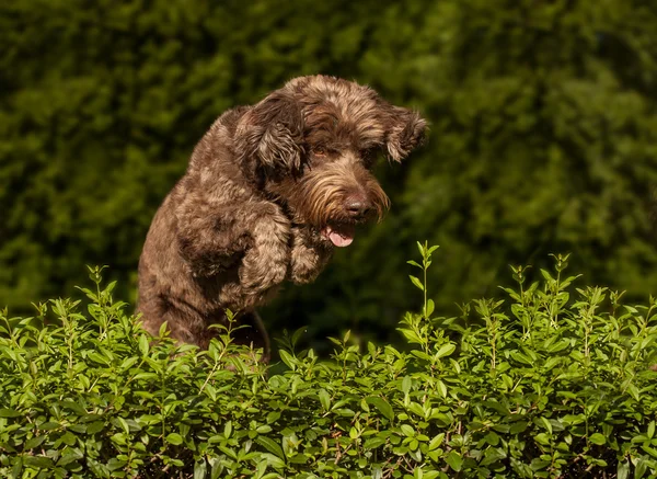 Cachorro pulando a cerca viva — Fotografia de Stock