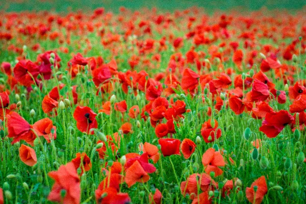 Poppy bloemen — Stockfoto