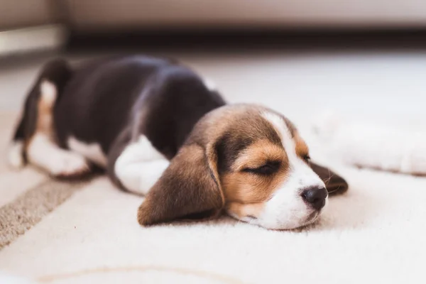 Bonito filhote de cachorro pequeno beagle dormindo no chão Imagem De Stock