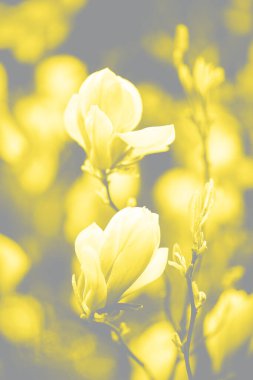 Manolya çiçekleri çok güzeldir. Baharda çiçek açan manolya ağacı. Seçici odaklanma. 2021 yılının görselleştirme trendleri - Gri ve Sarı.