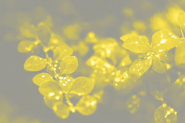 Wet leaves with raindrops, macro background. Visualization trendy colors of year 2021 - Gray and Yellow — Stock Photo, Image