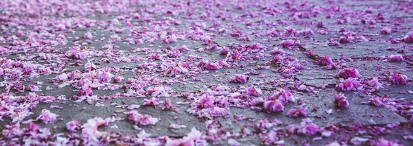 Spring fallen petals flowers off cherry tree, pink background