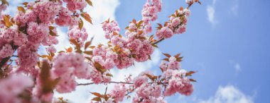 Pembe çiçek açan ağaçta bahar çiçeği dalları. Ağaçta çiçekler ve güneş ışığıyla güzel bir doğa sahnesi. Güneşli bir gün. Güzel meyve bahçesi. Bulanık arkaplan