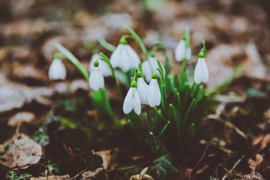 Beyaz bahar karları. Kardamlası tarlası. Galanthus nivalis. Kar damlası bahar çiçekleri. Kar damlası ya da Galanthus. Bahar çiçeği, kışın sonunda ve baharın başlangıcında açan ilk çiçektir..