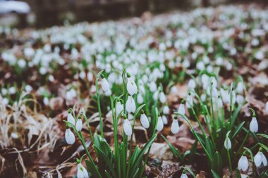 Beyaz bahar karları. Kardamlası tarlası. Galanthus nivalis. Kar damlası bahar çiçekleri. Kar damlası ya da Galanthus. Bahar çiçeği, kışın sonunda ve baharın başlangıcında açan ilk çiçektir..