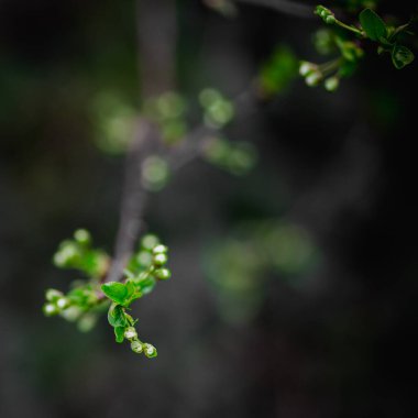Yeşil yaprakların üzerinde bir demet beyaz çiçek, yüksek maliyetli bitkiler