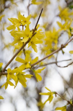 Çalının sarı çiçeklerinin makro görüntüsü.