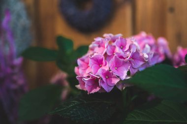 Pembe Saintpaulias çiçekleri genellikle renkli bokeh ile kaplıdır.