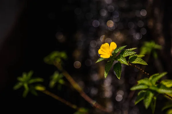 Beautiful yellow flower with sun glare on the background. — стоковое фото